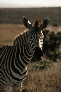 African wildlife in a national park