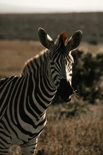 African wildlife in a national park