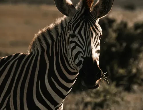 African wildlife in a national park