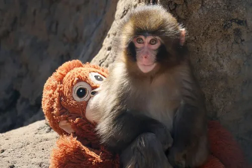Punch the baby monkey clinging to a plush orangutan toy