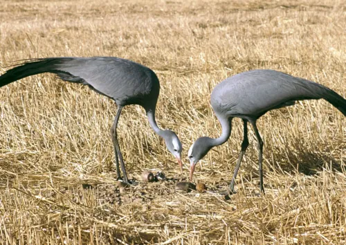 Blue Crane in the Western Cape
