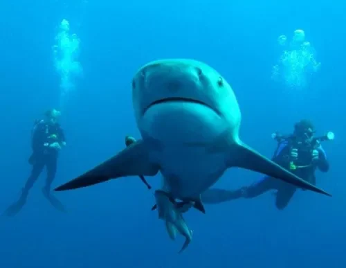 Bull shark swimming in shallow water