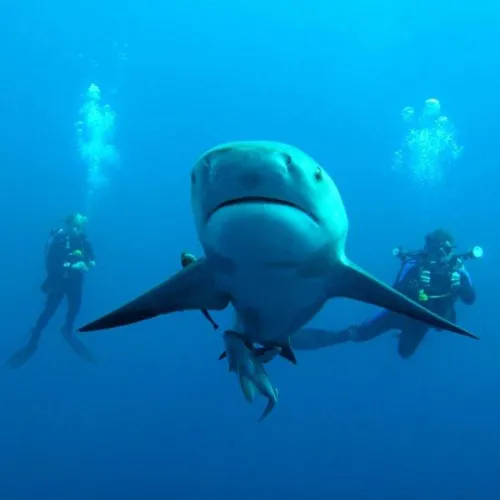 Bull shark swimming in shallow water