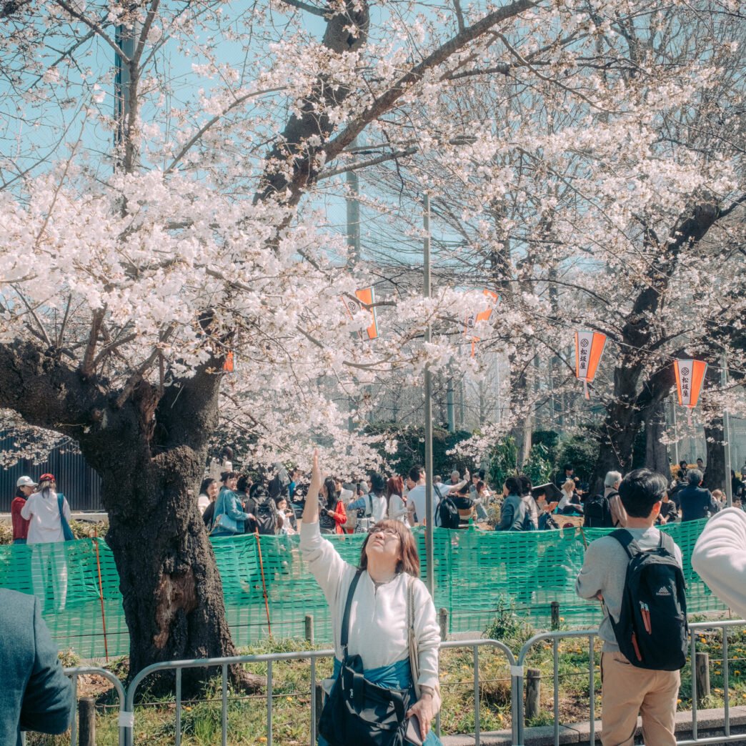 Cherry blossoms in bloom