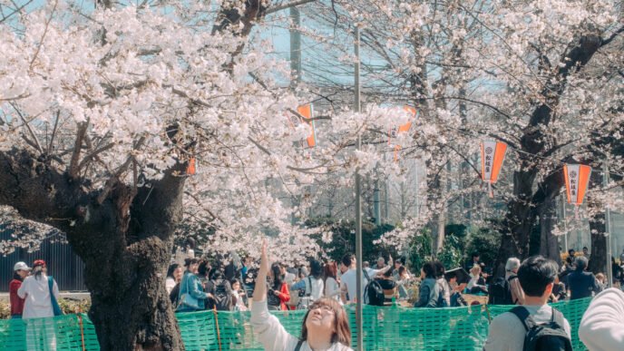 Cherry blossoms in bloom