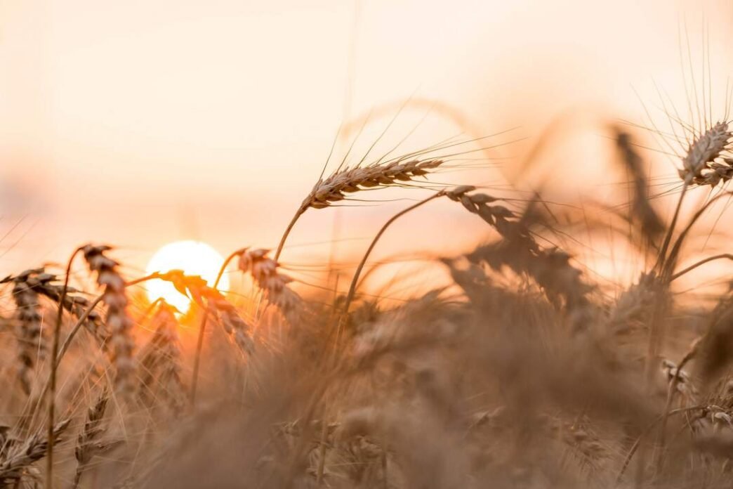 South African farmer in a wheat field