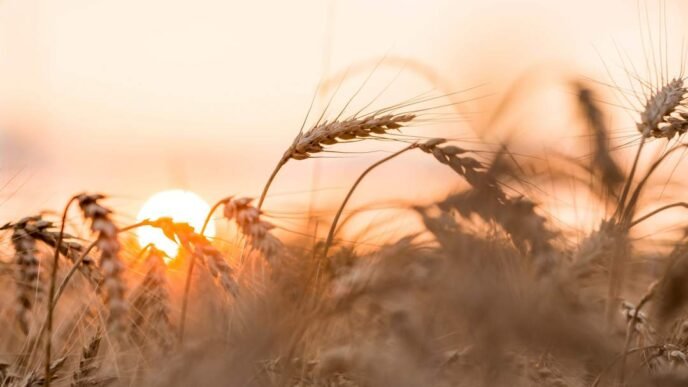 South African farmer in a wheat field