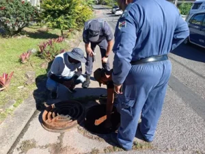 Police officers inspecting a manhole for drugs
