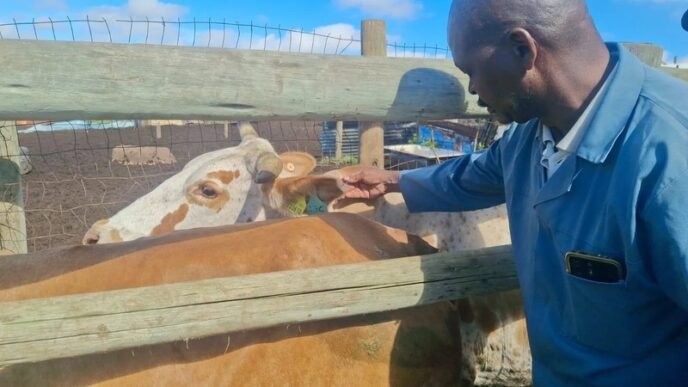 Cattle receiving FMD vaccinations