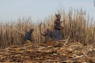 Sugar cane field
