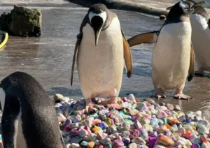 Gentoo penguins at Edinburgh Zoo with painted pebbles