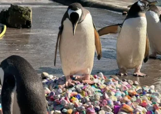 Gentoo penguins at Edinburgh Zoo with painted pebbles