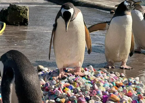 Gentoo penguins at Edinburgh Zoo with painted pebbles