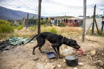 Stray dogs in South Africa