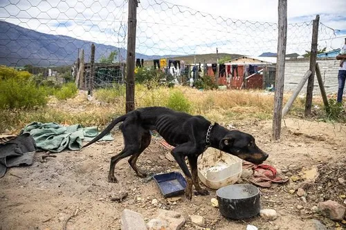 Stray dogs in South Africa