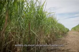 Sugar cane fields in KwaZulu-Natal