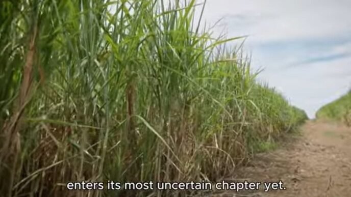 Sugar cane fields in KwaZulu-Natal
