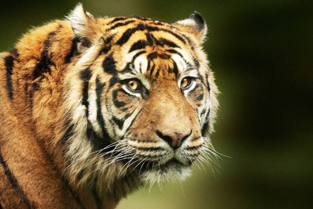 Tiger in sanctuary enclosure