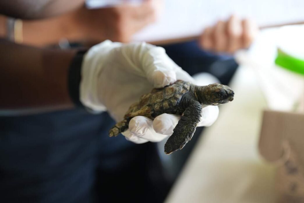 Volunteers rescuing stranded turtles on the beach