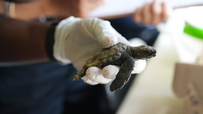 Volunteers rescuing stranded turtles on the beach