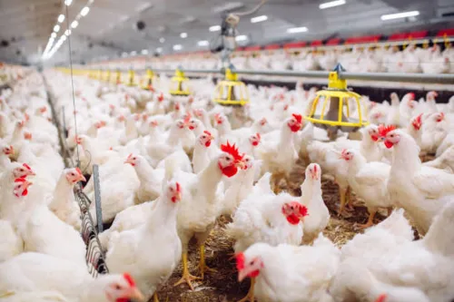 Bird flu virus under microscope