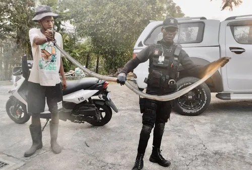 Black mamba in Tongaat garage