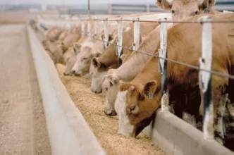 Western Cape farmer with livestock