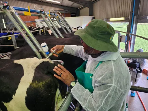 Foot-and-mouth disease vaccination