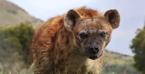 A spotted hyena in its natural habitat