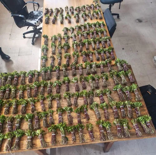 Khat plant