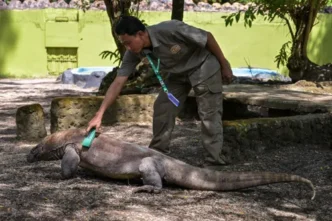 Komodo dragon in its natural habitat