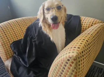 Toffee Beanz, the therapy dog, in a courtroom setting