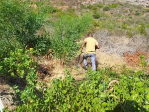 Volunteers clearing invasive vegetation along Boyes Drive