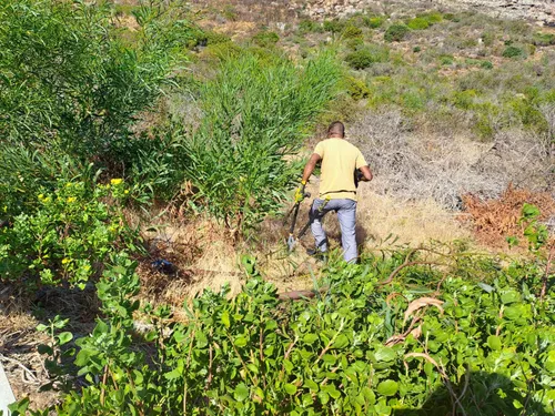 Volunteers clearing invasive vegetation along Boyes Drive