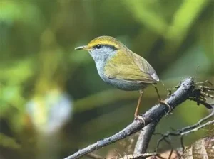 bird species in Napo County