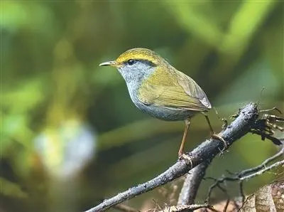 bird species in Napo County