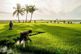 image of crops in a field