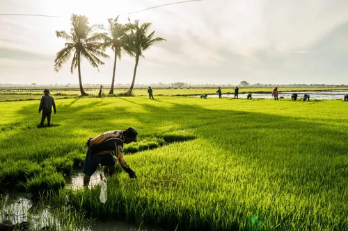 image of crops in a field