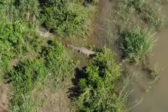 Crocodile in Komati River
