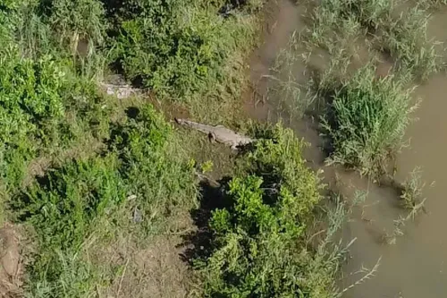 Crocodile in Komati River