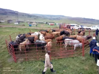 Rural farmer with cattle