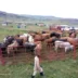 Rural farmer with cattle