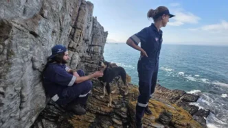 Dog being rescued from cliff edge