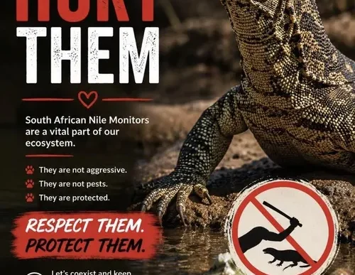 Nile Monitor Lizard photo
