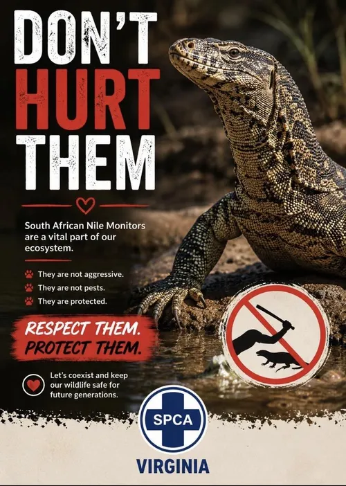 Nile Monitor Lizard photo