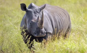 rhino in Hluhluwe iMfolozi Park