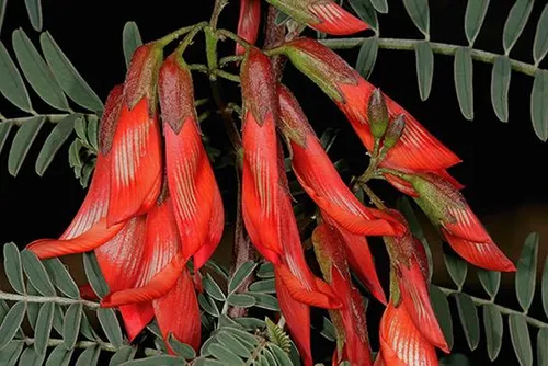 Lessertia frutescens plant