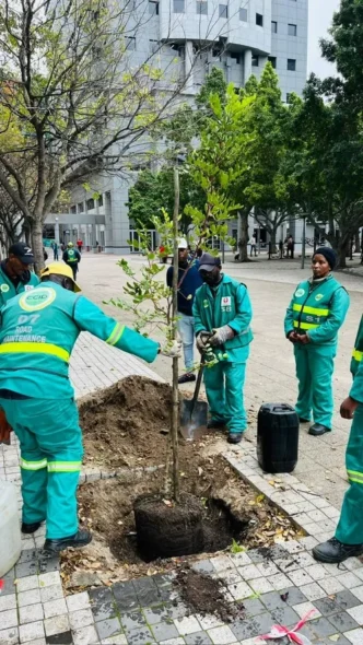 New trees in Cape Town CBD