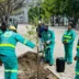 New trees in Cape Town CBD